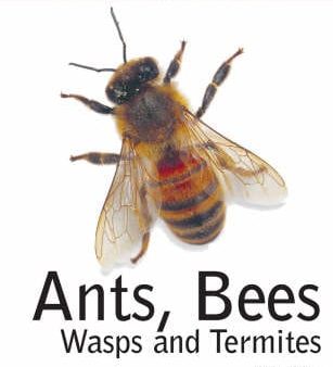 Dr Jen Green: Ants, Bees, Wasps and Termites [2004] paperback Discount